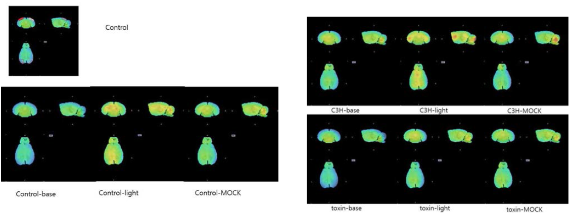 control, Toxin blind model, C3H 마우스에서 시각 자극 유무에 따른 parametric image