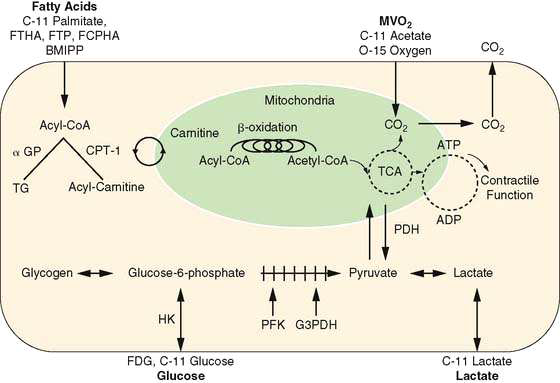 cell metabolism