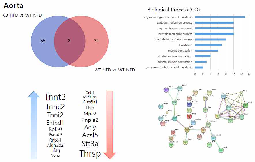 Aorta 단백체 차이에 따른 Venn diagram과 Cxcl5 KO HFD군에서 높아진 protein list에 따른 GO analysis, protein list, String분석