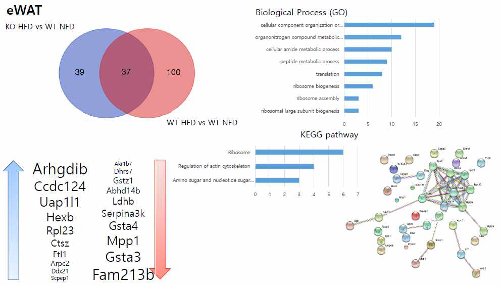 eWAT 단백체 차이에 따른 Ven diagram과 Cxcl5 KO HFD군에서 높아진 protein list에 따른 GO analysis, protein list, String분석