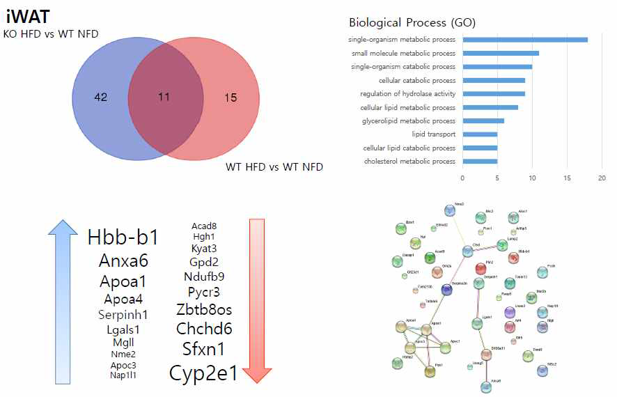 iWAT단백체 차이에 따른 Ven diagram과 Cxcl5 KO HFD군에서 높아진 protein list에 따른 GO analysis, protein list, String분석