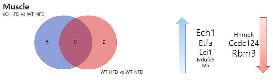 Muscle 단백체 차이에 따른 Venn diagram과 Cxcl5 KO HFD군에서 높아진 protein list