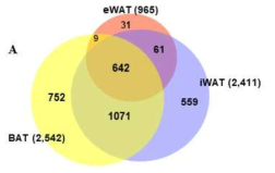 eWAT, iWAT, BAT 단백질 리스트의 벤다이어그램