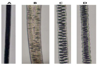 2018년 강화도에서 포획한 한국 야생 마우스(Mus musculus)의 모색 특징 (A) monotrich, (B) awl, (C) Auchen, (D) zigzag