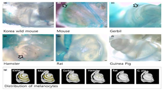 투명화 된 달팽이관의 melanocytes 비교 분석