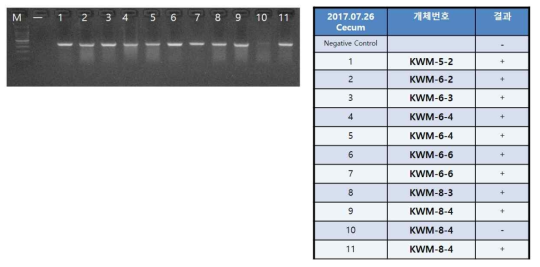 근교계화 중인 제4세대 야생마우스의 맹장에서 동정된 Helicobacter spp.의 PCR 결과