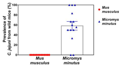 Mus musculus 와 Micromys minutus 에서의 Campylobacter jejuni 분포율