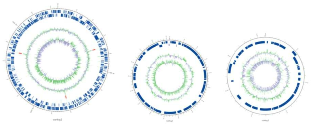 Micromys minutus 유래 Campylobacter jejuni 의 circular map
