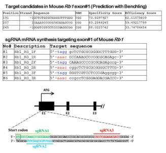 Rb1 표적 유전자 가위 (CRISPR/Cas9) 제작