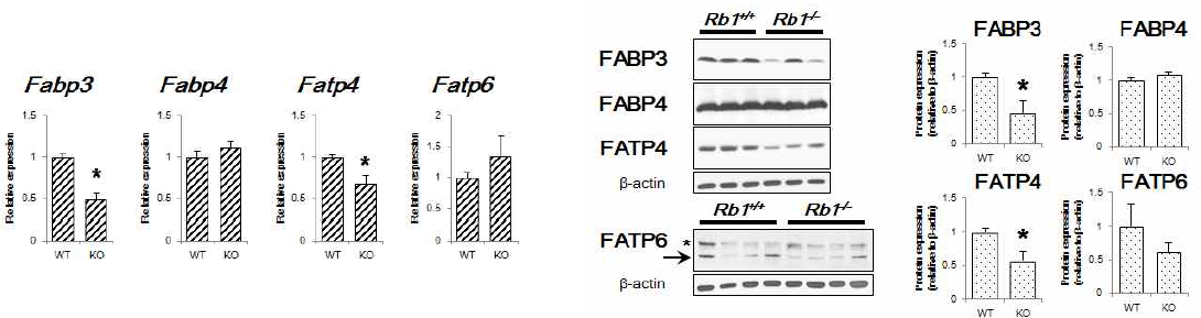 E13.5 시기의 Rb1 결손태반에서 지방산 결합/수송 단백의 mRNA (좌) 및 protein (우) 발현 분석