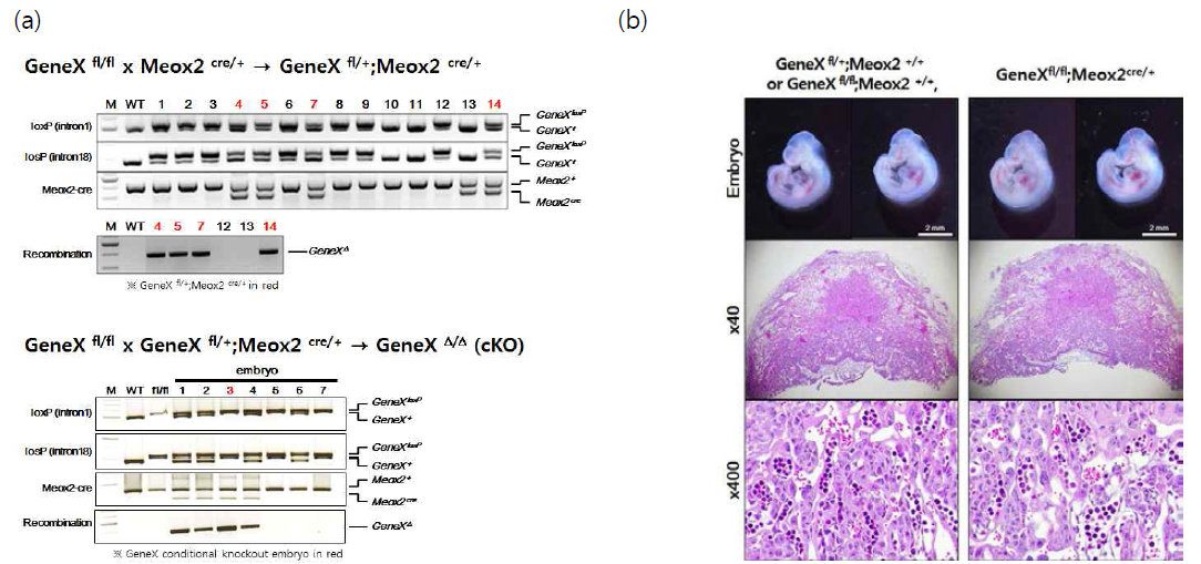 태반 특이적 gene rescue에 따른 GeneX cKO 마우스 표현형 분석. (a) 태반 특이적 GeneX rescue(embryo proper specific GeneX KO), (b) E10.5 embryo proper 특이적 GeneX 결손배아의 정상 발달