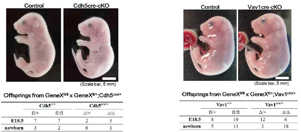 조혈세포 특이적 Cre (Cdh5_left 및 Vav1_right) 마우스를 이용한 유전자 기능분석 시스템 구축