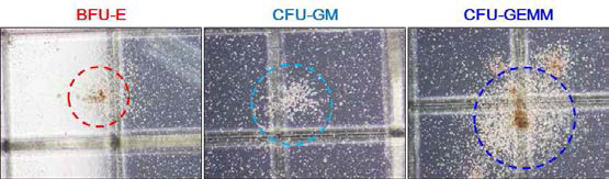 Colony forming unit (CFU) assay를 통한 E10.5 마우스 조혈기관에서의 조혈능 확인 (BFU-E erythroid, CFU-GM myeloid, CFU-GEMM mixed lineage)