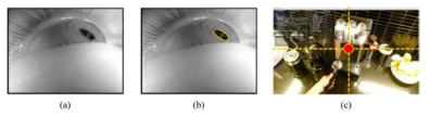 시선 추적 시스템. (a) 근적외선 카메라로 촬영된 눈 영상, (b) 동공 검출 결과, (c) 추정된 시선