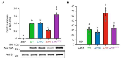 I-rRNA 타겟 mRNA 발현량에 따른 표현형 분석 (A) 열충격에 대한 내성 분석 (B) 세포 외 메탈글리옥살 정량 분석
