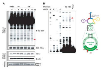 KGN cell체서 ER스트레스에 유도된 글리신 tRNA 단편생성 (A)노던블롯 분석 (B)분해산물의 프라이머 신장법 분석