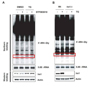 ER 스트레스에 유도된 Ire1에 의한 글리신 tRNA 분해 (A)Ire1 활성 억제제 처리 후 노던 블롯 분석 (B)Ire1결실 균주에서의 노던 블롯 분석