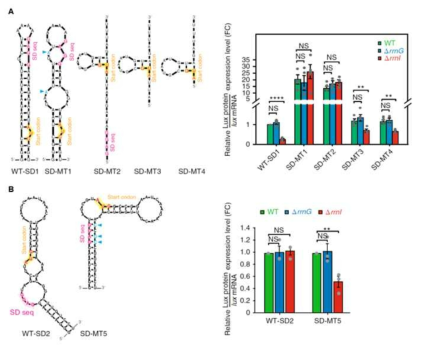 I-rRNA의 특정 타겟 유전자 선별을 위한 SD-ASD 구조의 영향 (A) hspA-RBS::luc야생형과 돌연변이의 구조 및 Luciferase의 측정 (B) VV1_RS01065-RBS::luc야생형과 돌연변이의 구조 및 Luciferase의 측정