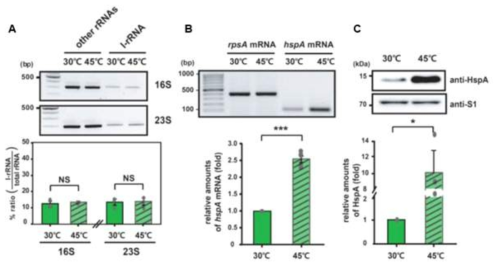 I-rRNA 에 의한 선별적 mRNA 번역 및 세균의 환경 적응 기작 (A) RT-PCR을 통한 rRNA 발현 측정 (B) RT-PCR을 통한 hspA발현 측정 (C) 웨스턴 블롯을 통한 hspA발현 측정