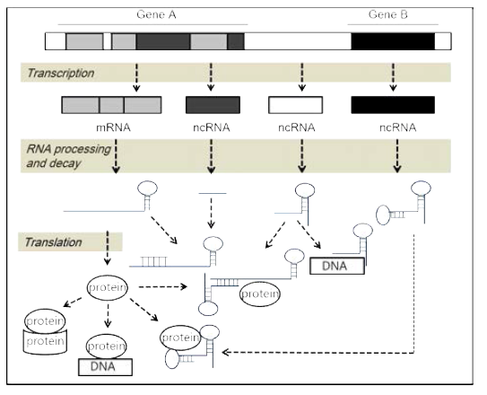 유전자 발현 및 기능의 능동적인 조절자로서의 RNA