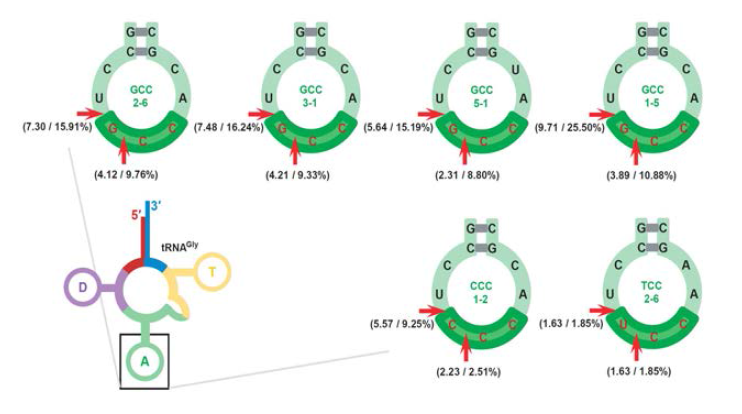 Small RNA-seq를 통한 Ire1a 과발현에 의한 글리신 tRNA의 분해 빈도 및 자리 분석