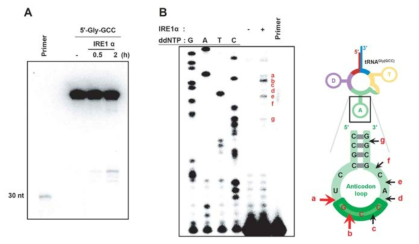Ire1a에 의한 in vitro 글리신 tRNA분해 자리규명 (A) 노던블롯 분석 (B) in vitro 분해 산물의 프라이머 신장법 분석