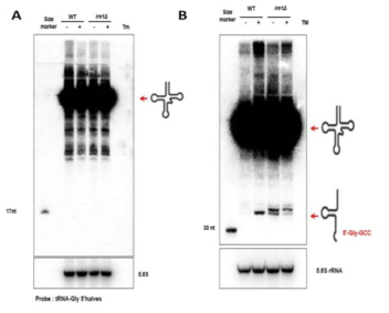 노던 블롯을 통한 Ire1의 in vivo 글리신 tRNA 분해 자리 규명 (A) Saccharomyces cerevisiae (B) Cryptococcus neoformans