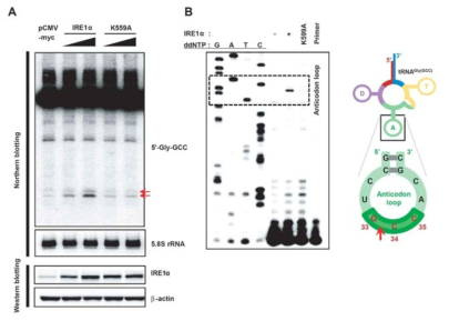 Ire1a에 의한 in vivo 글리신 tRNA 분해 자리의 규명 (A) 노던블롯 분석 (B) in vivo 분해 산물의 프라이머 신장법 분석