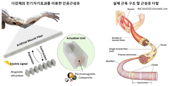 자기전기 효과를 이용한 인공근육 예시