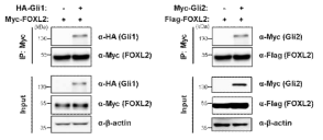 GLI1 및 GLI2와 FOXL2 단백질의 결합 확인