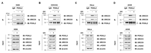 다양한 세포 주에서 FOXL2와 XRCC5/XRCC6의 결합 확인