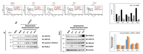세포 주기별 FOXL2와 XRCC5/XRCC6의 결합 및 acetyl FOXL2 활성 확인