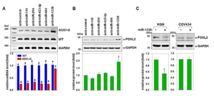 candidate microRNA인 miR-1236에 의한 C134W FOXL2 mutant 조절