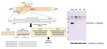 CRISPR/Cas9 system을 이용하여 FOXL2 knockout 세포 주 제작 및 단백질 발현 확인