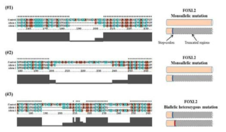 CRISPR/Cas9 system을 이용하여 FOXL2 knockout 세포 주의 염기 서열