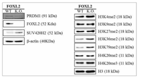 FOXL2 knockout 세포에서 PRDM1과 각종 히스톤 메틸화의 변화 관찰