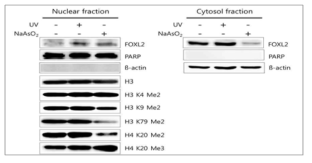 FOXL2 knockout 세포에서 PRDM1과 히스톤 메틸화의 변화 관찰