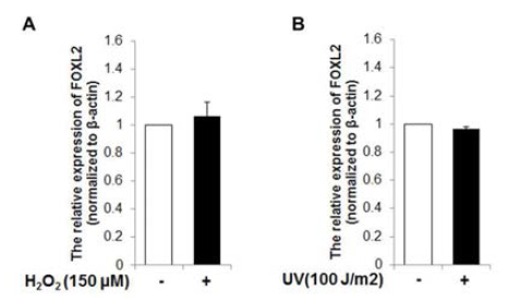 H2O2 (A) 및 UV (B) 처리에 따른 FOXL2 mRNA 변화