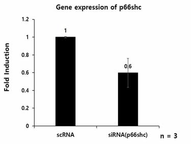 Gene expression of p66shc mRNA in neuronal cell line by siRNA