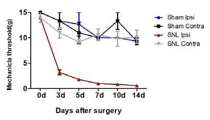 SNL-induced neuropathic pain model