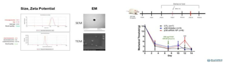 p38 siRNA encapsulated PLGA NP 합성 및 동물모델에서 효과 증명