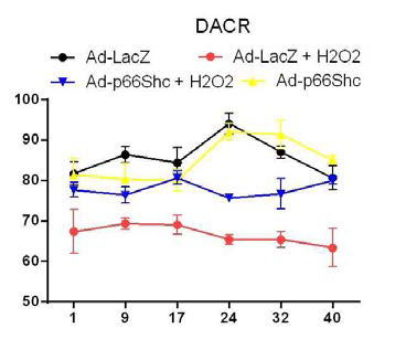 Mitochondrial dysfunction by p66shc expression