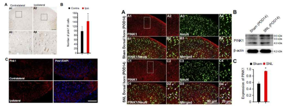 Pink1 expression in spinal dorsal neuron of SNL