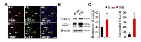 Pink1 with mitochondrial marker