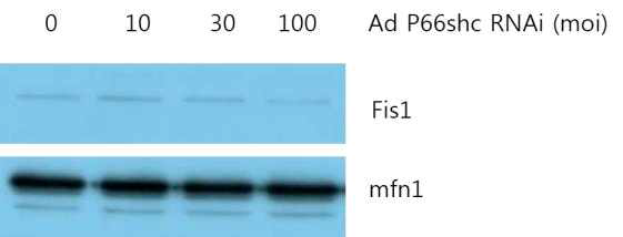 Fis1 and mfn1 expression with adp66shcRNAi