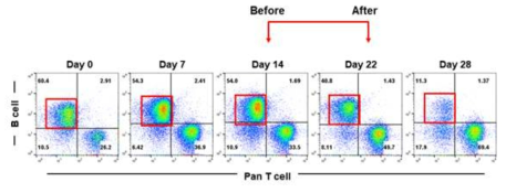 형질도입 NK세포 치료전‧후 암세포에 대한 유세포 분석 (환자번호 3번 개, B-cell lymphoma). 투여 후 (22일째) 암세포 수의 현저한 감소 확인