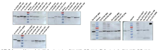 Immunoblot analysis (A) Fusobacterium 임상 분리 균주 분석. (B) P. gingivalis 임상 분리 균주 분석