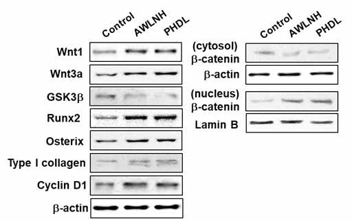 Wnt/β-catenin 신호 활성화에 따른 조골세포분화 촉진