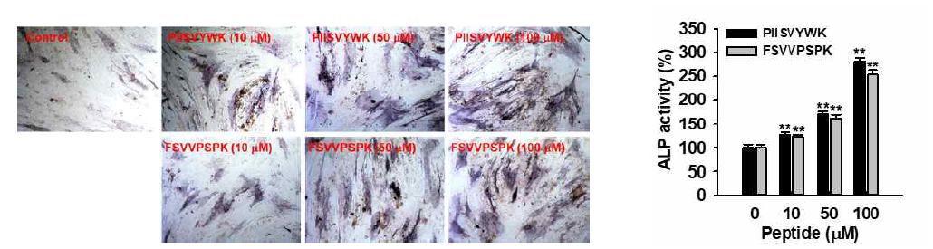 홍합 단백질 유래 PIISVYWK 및 FSVVPSPK 펩타이드의 조골세포분화 촉진능