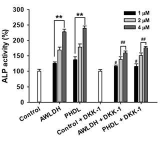 Wnt inhibitor 처리에 따른 조골세포분화에서 ALP 활성 변화